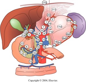 LINFATICOS GASTRICOS