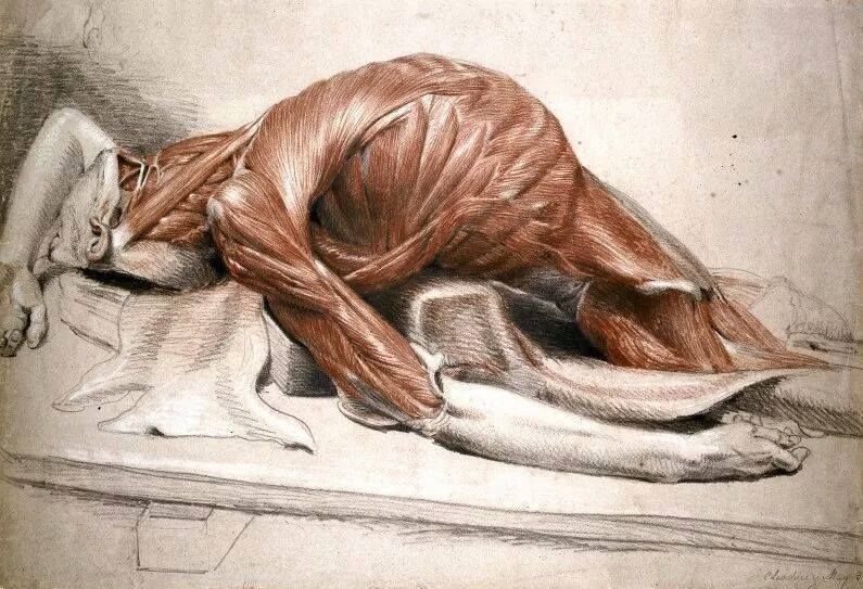 Human_Anatomy_Ozimo_Gama