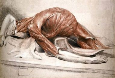 Human_Anatomy_Ozimo_Gama